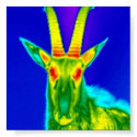 Serious Capricorn posters by nutscode Serious Capricorn posters