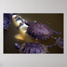 Serious Traffic In Turtle Park Poster