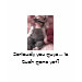 Ladies Petite T-Shirt