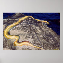 Serpent Soul/Poster