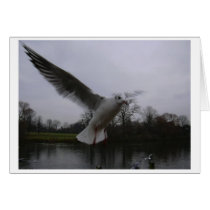 Serpentine Seagull cards by YetiGirl Serpentine Seagull cards