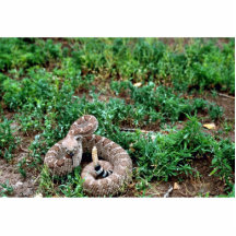 Serpiente de cascabel de Diamondback occidental Escultura Fotografica