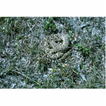 Serpiente de cascabel de Diamondback occidental Escultura Fotográfica