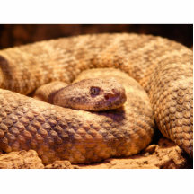 Serpiente de cascabel manchada asustadiza esculturas fotograficas