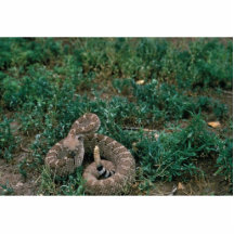 Serpiente de cascabel occidental de Diamondbacked Escultura Fotografica