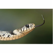 Serpiente de hierba esculturas fotograficas