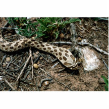 Serpiente de Hognose occidental Esculturas Fotograficas