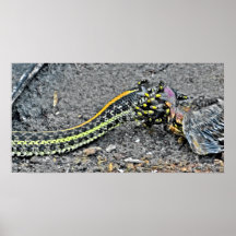 Serpiente de liga poster