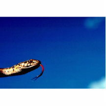 Serpiente de liga que vaga escultura fotográfica