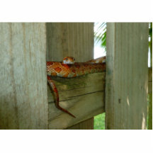 serpiente de rata roja en cabeza de la cerca para  esculturas fotográficas