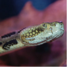 Serpiente espeluznante escultura fotografica