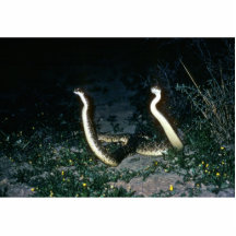 Serpientes de cascabel de Tejas Diamondback Escultura Fotografica
