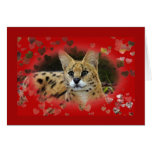 serval-00526 card