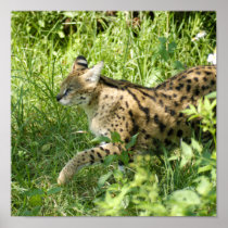 serval 009 poster