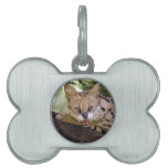 serval 013 placas de mascota
