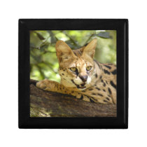 serval 035 jewelry boxes