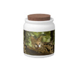 serval 036 candy dishes