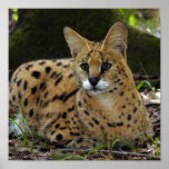 serval 041 poster