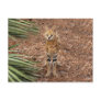 serval 046 postcard