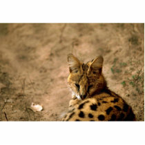 Serval cat photo cut out