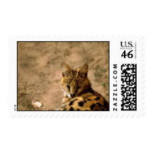Serval cat postage