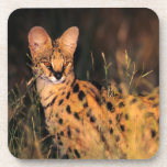 Serval (Leptailurus Serval) In Long Grass Coaster