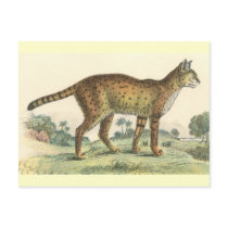 Serval postcards by ZephyrusBooks Serval postcards