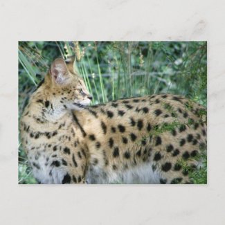 Serval postcard