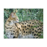 Serval Post Cards