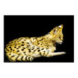 Serval Print