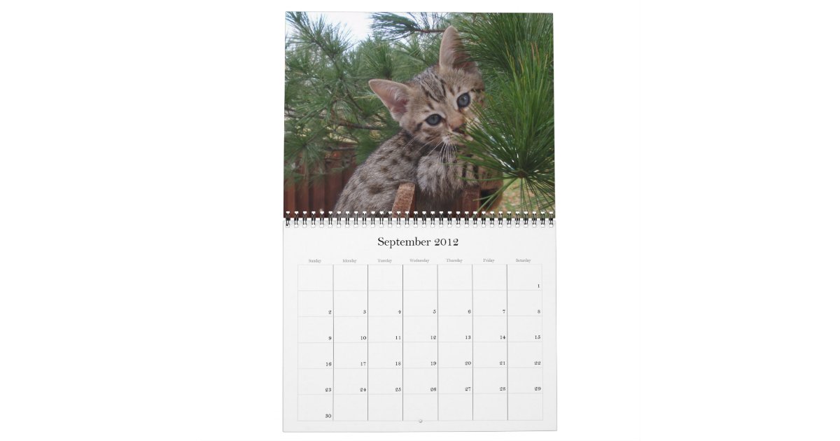 Serval Savannah Cat Calendar Zazzle