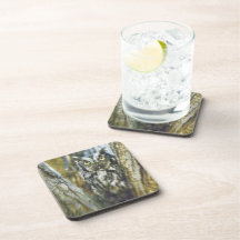 Set of 6 Screech Owl Coasters