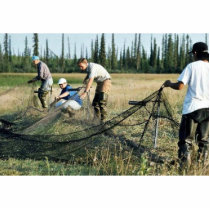Setting a waterfowl capture net photo sculptures by animalpark Setting a waterfowl capture net photo sculptures