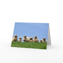 seven curious rasta sheep card
