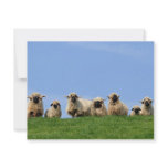 seven curious rasta sheep personalized announcements