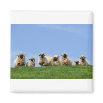 seven curious rasta sheep magnet