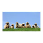 seven curious rasta sheep photo card template