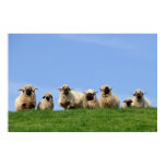 seven curious rasta sheep posters