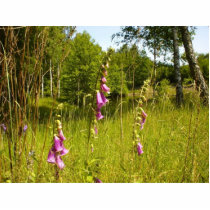 Several Beautiful Purple Finger Flowers In Grass photo sculptures