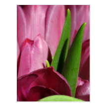 Several Pink Tulips Postcard
