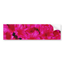 Several red azaleas  flowers bumper stickers