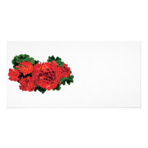 Several Red Geraniums Photo Card Template