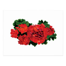 Several Red Geraniums Postcard