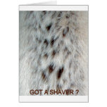 fur, chest, hair, women, woman, lady, ladies,