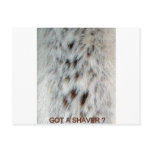 fur, chest, hair, women, woman, lady, ladies,