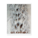 fur, chest, hair, women, woman, lady, ladies,