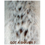 fur, chest, hair, women, woman, lady, ladies,