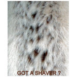 fur, chest, hair, women, woman, lady, ladies,