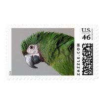 Severe Macaw Postage Stamps by MenagerieMayhem Severe Macaw Postage Stamps
