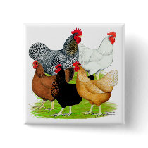 Sex-linked Chickens Quintet Pins